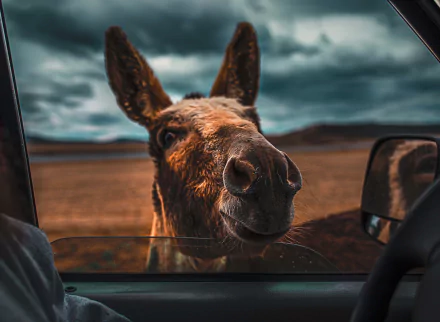 Animal donkey HD Desktop Wallpaper | Background Image