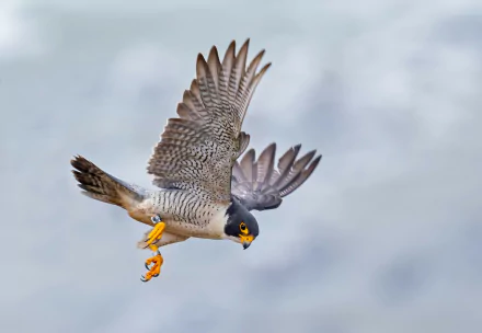 Animal peregrine falcon HD Desktop Wallpaper | Background Image