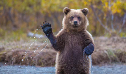 HD desktop wallpaper of a bear standing and waving in a scenic natural setting with autumn foliage in the background.