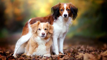  Kooikerhondje Dogs