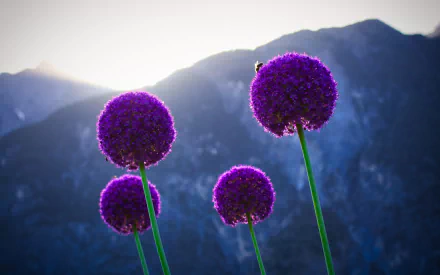 Vibrant purple summer flowers stand tall against a mountain backdrop, captured in a sharp 4K Ultra HD nature scene.