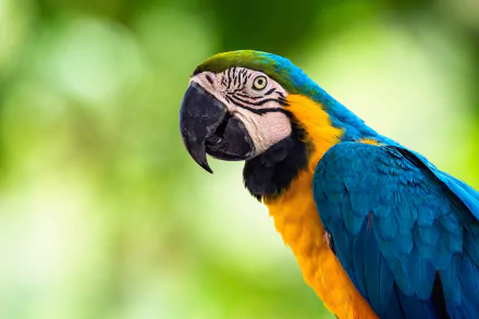 HD desktop wallpaper showing a vibrant blue-and-yellow macaw parrot with detailed feathers against a soft green blurred background.