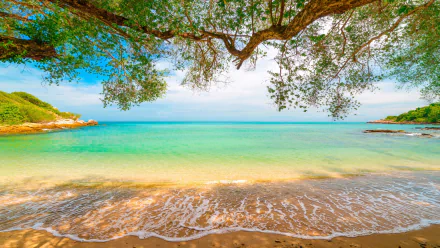 A serene beach scene with foamy waves lapping the sandy shore, framed by a tree branch. The turquoise sea and clear sky create a stunning nature view. HD desktop wallpaper and background.