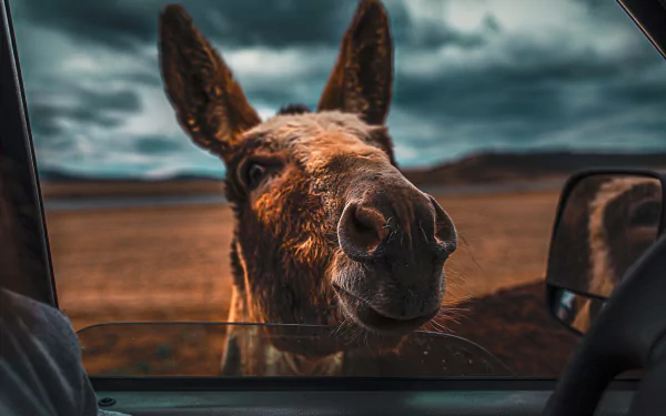 Animal donkey HD Desktop Wallpaper | Background Image