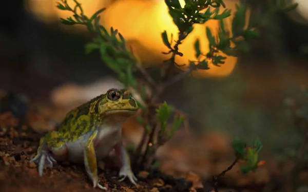 amphibian Animal frog HD Desktop Wallpaper | Background Image