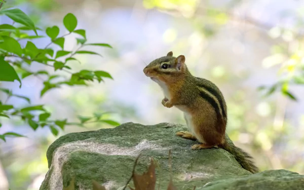 A chipmunk rodent perched on a rock surrounded by greenery, captured in sharp detail for a 4K Ultra HD desktop wallpaper.