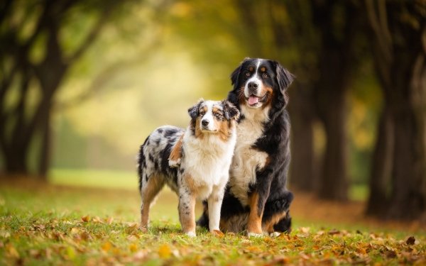 Animal Dog Dogs Bernese Mountain Dog Australian Shepherd HD Wallpaper | Background Image
