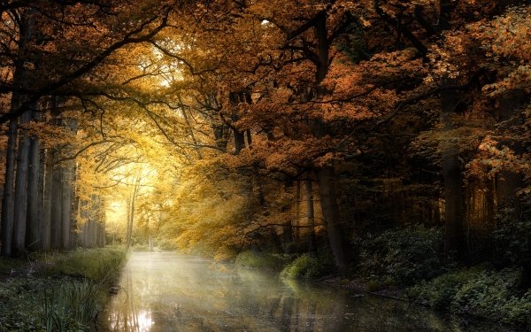 Earth River Fall Forest Nature HD Wallpaper | Background Image