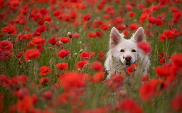 Animal Dog Dogs Poppy Flower Red Flower HD Wallpaper | Background Image