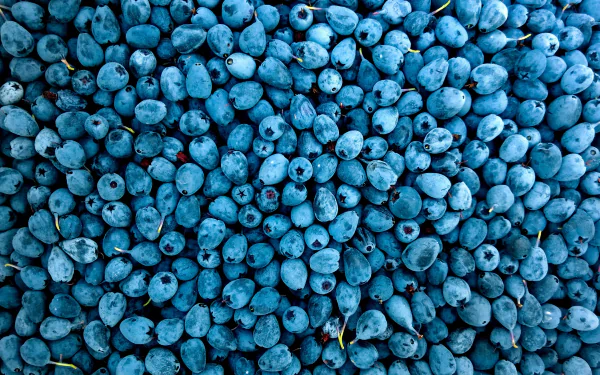 food blueberry HD Desktop Wallpaper | Background Image