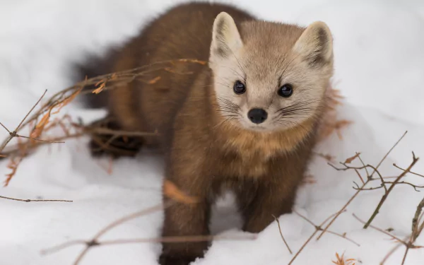 A curious marten stands on snow-covered ground with sparse dry twigs, captured in a clear winter scene as an HD PC desktop wallpaper.