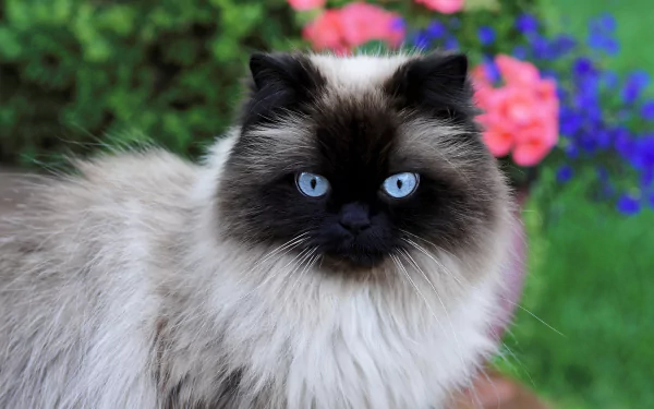 HD PC desktop wallpaper featuring a close-up of a Siamese cat with striking blue eyes against a blurred garden background of pink and purple flowers.