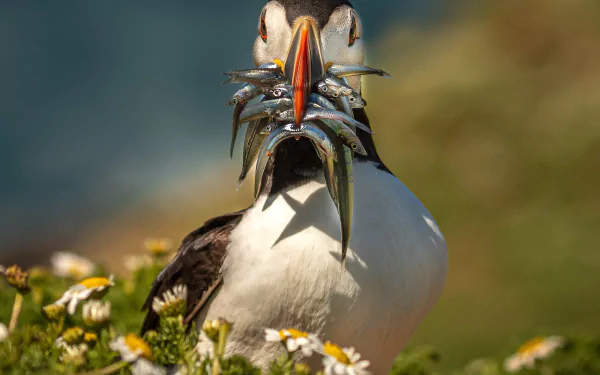 atlantic puffin fish bird Animal puffin HD Desktop Wallpaper | Background Image