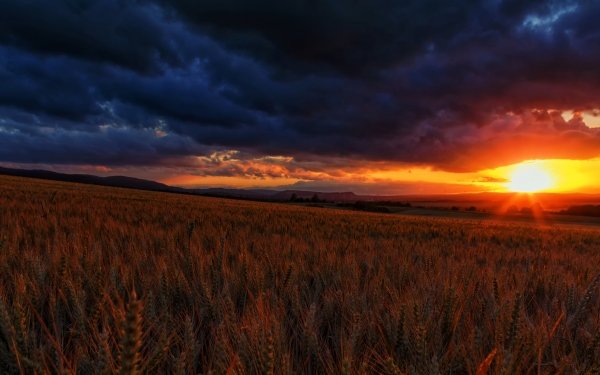 Earth Wheat Field Sun Sunbeam Sunset Cloud Summer HD Wallpaper | Background Image