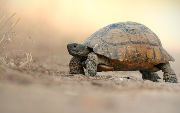Animal Tortoise Turtles Reptile HD Wallpaper | Background Image