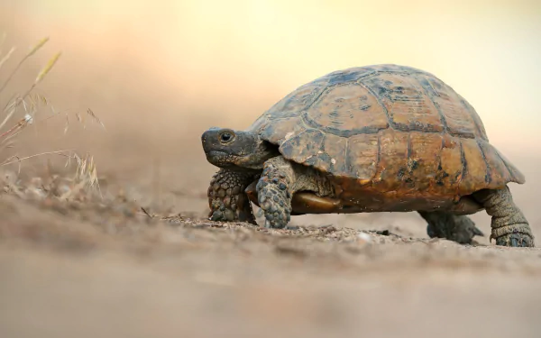 HD PC desktop wallpaper featuring a close-up of a tortoise, showcasing detailed textures of this reptile in a natural, earthy environment.