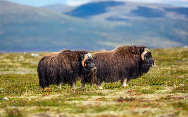 Animal muskox HD Desktop Wallpaper | Background Image
