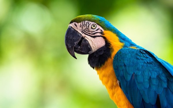 Animal Blue-and-yellow Macaw Birds Parrots Macaw Parrot Bird Wildlife HD Wallpaper | Background Image