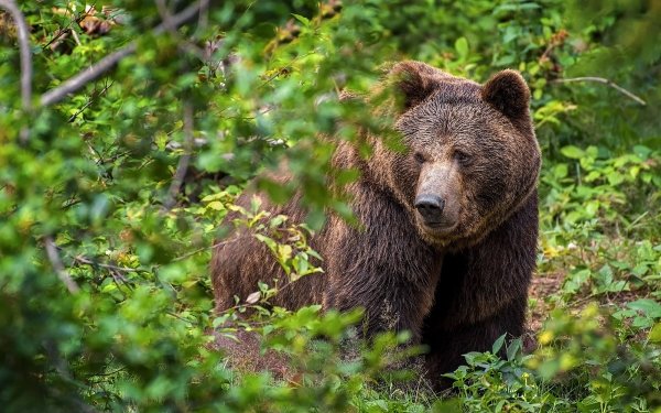 Animal Bear Bears HD Wallpaper | Background Image