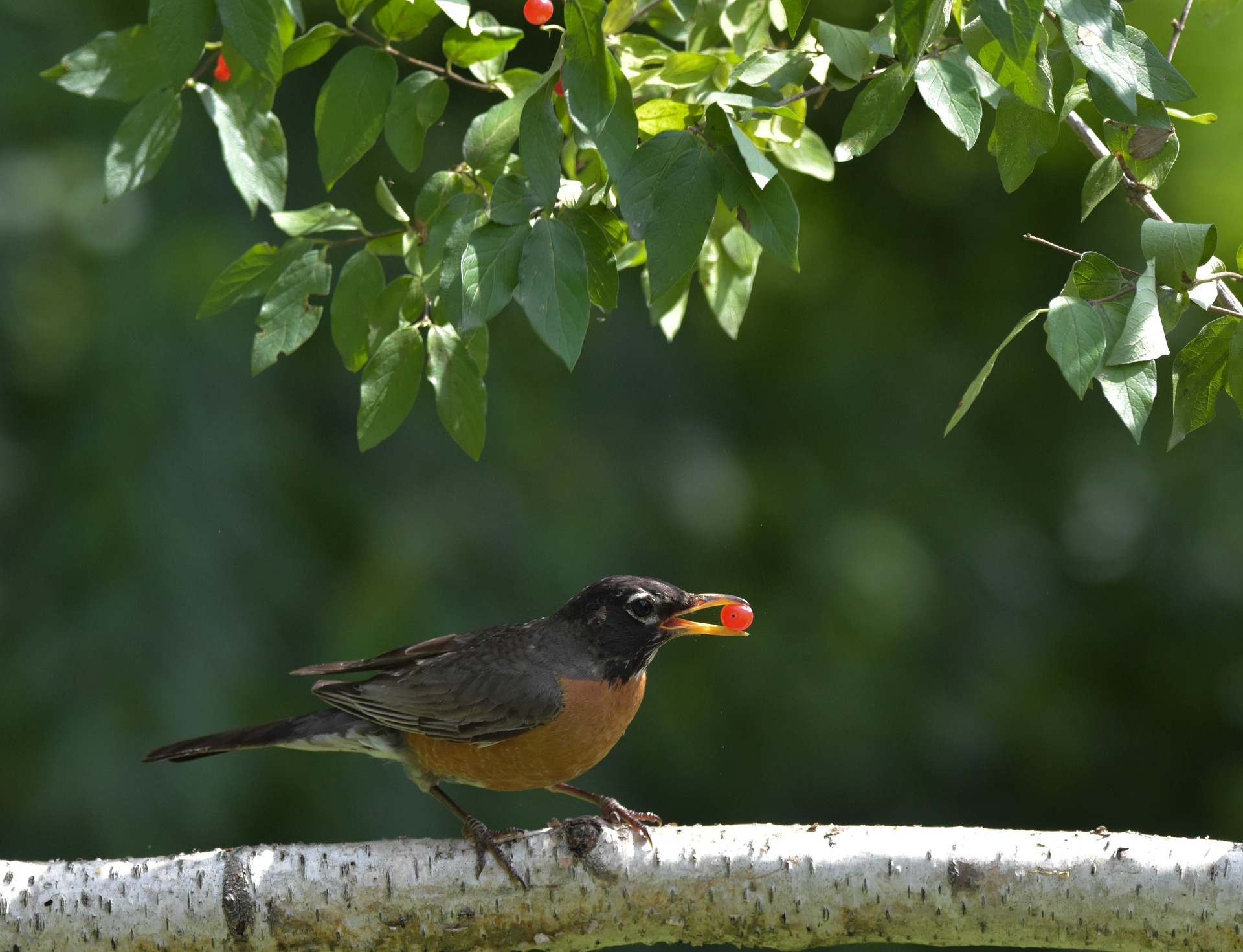 American robin Perched on a Branch by Jack Bulmer