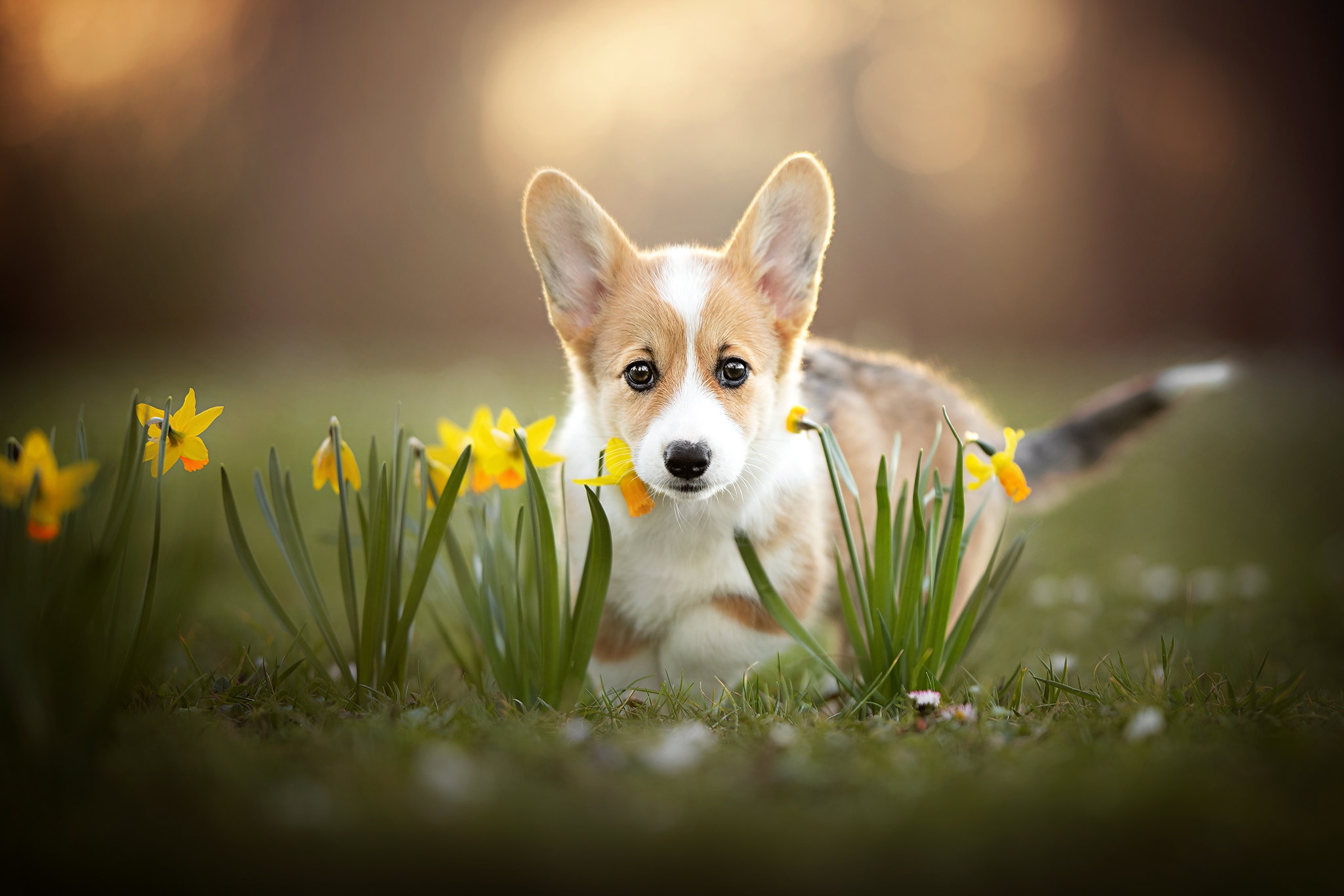 Download Baby Animal Dog Daffodil Puppy Flower Animal HD Wallpaper