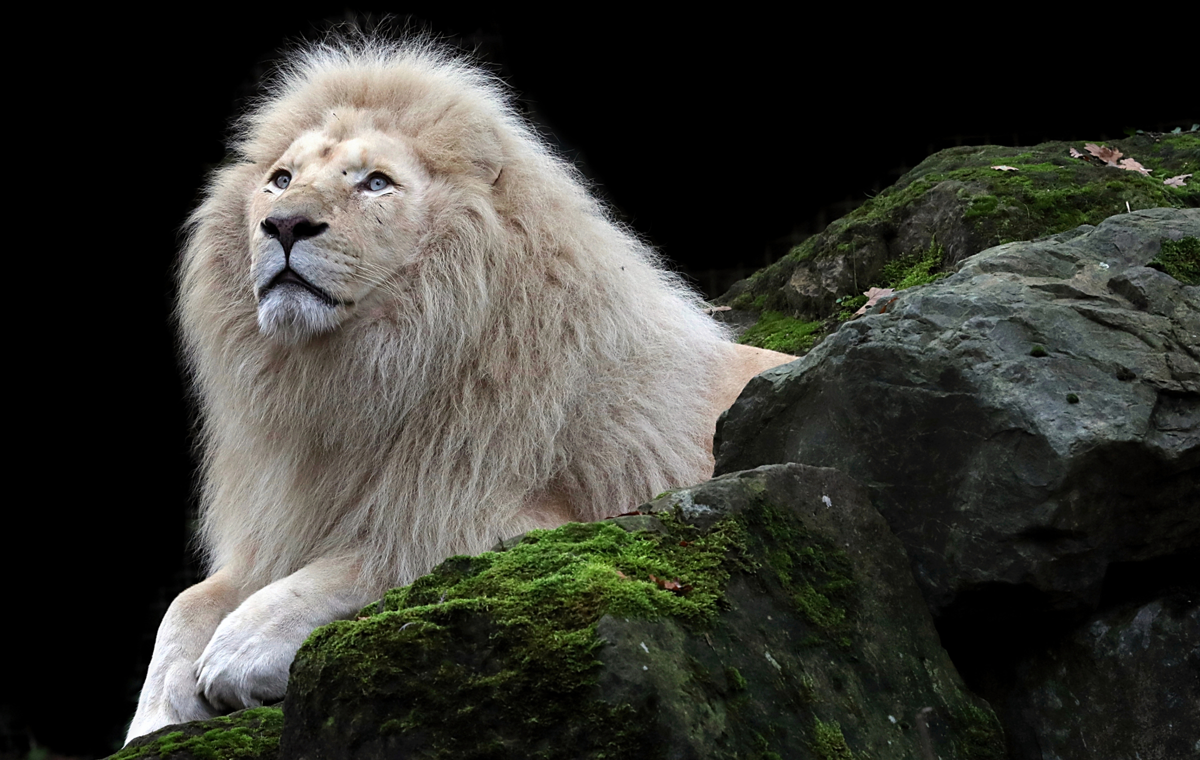 White Lion HD Wallpaper | Background Image | 2400x1520 | ID:1034234 ...