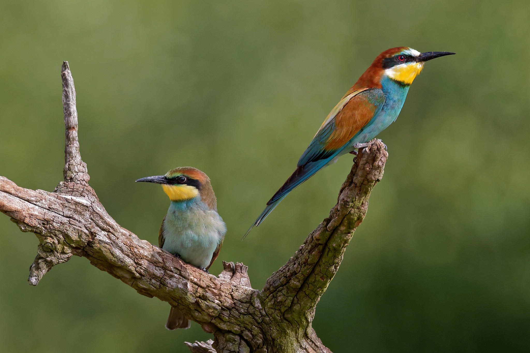 Animal Bee-eater HD Wallpaper | Background Image
