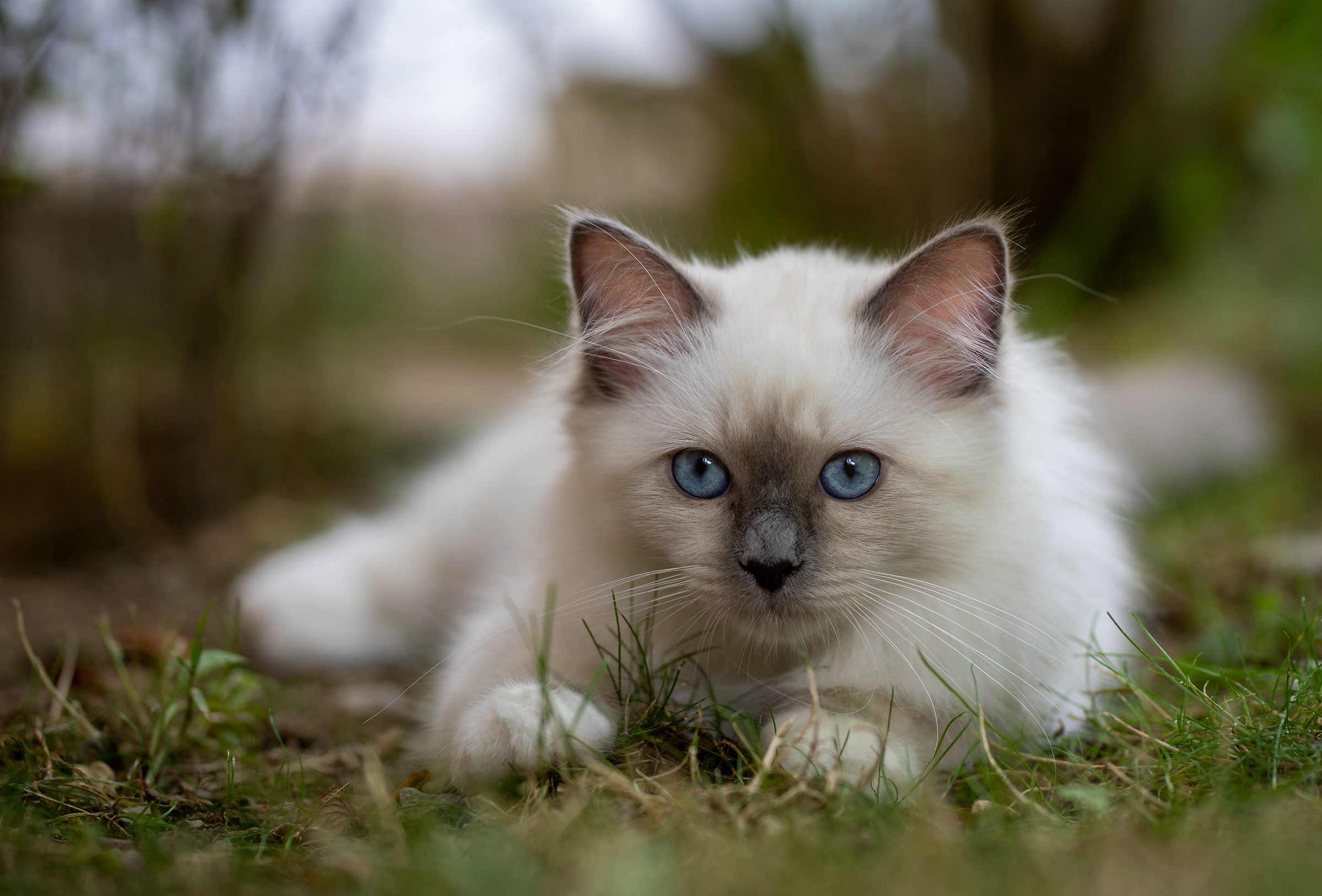 Download Animal Cat HD Wallpaper