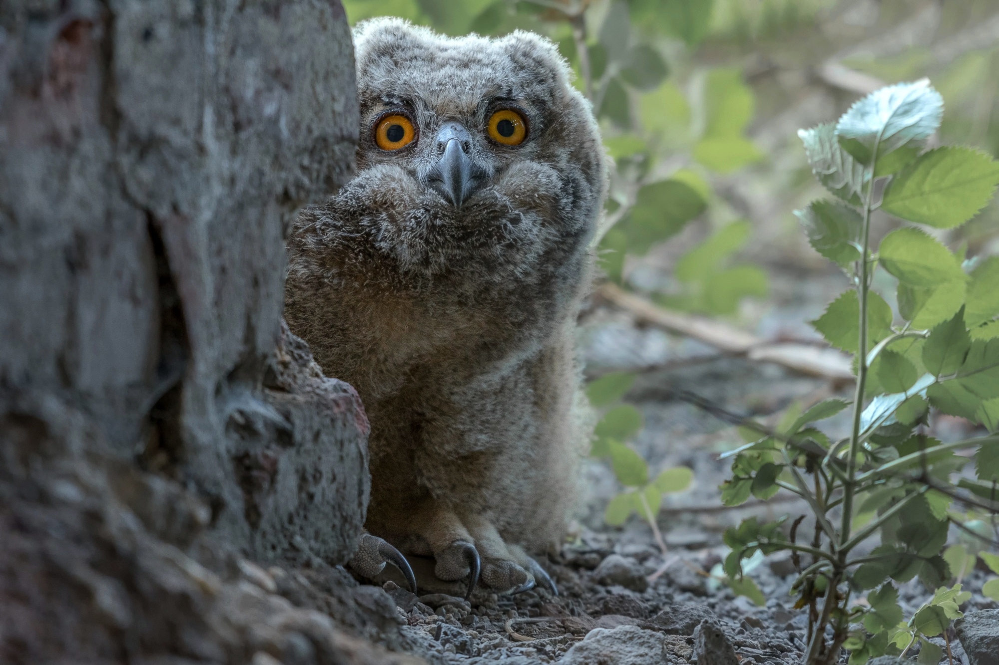 Animal Owl HD Wallpaper