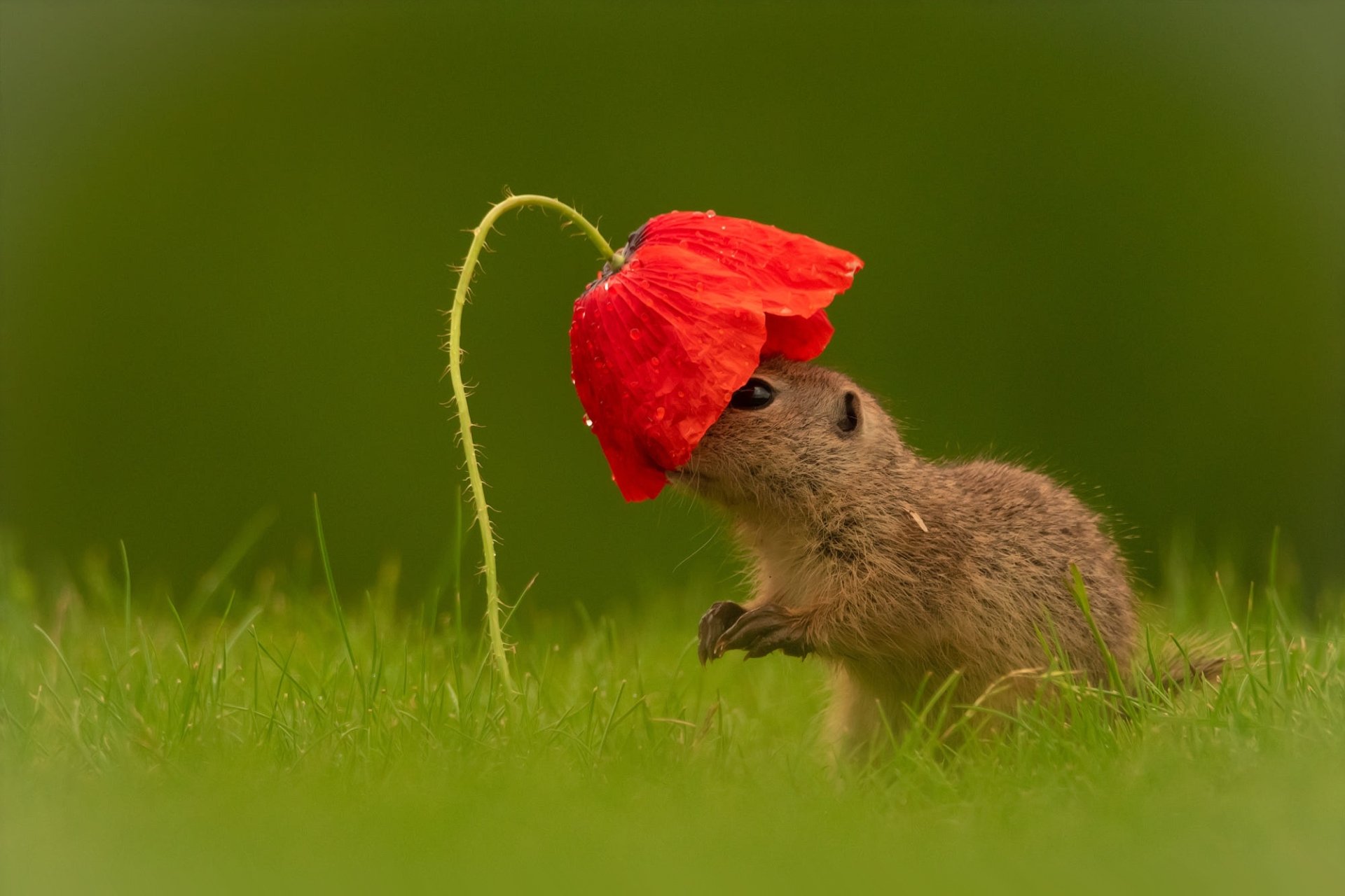 Download Rodent Red Flower Poppy Animal Gopher HD Wallpaper