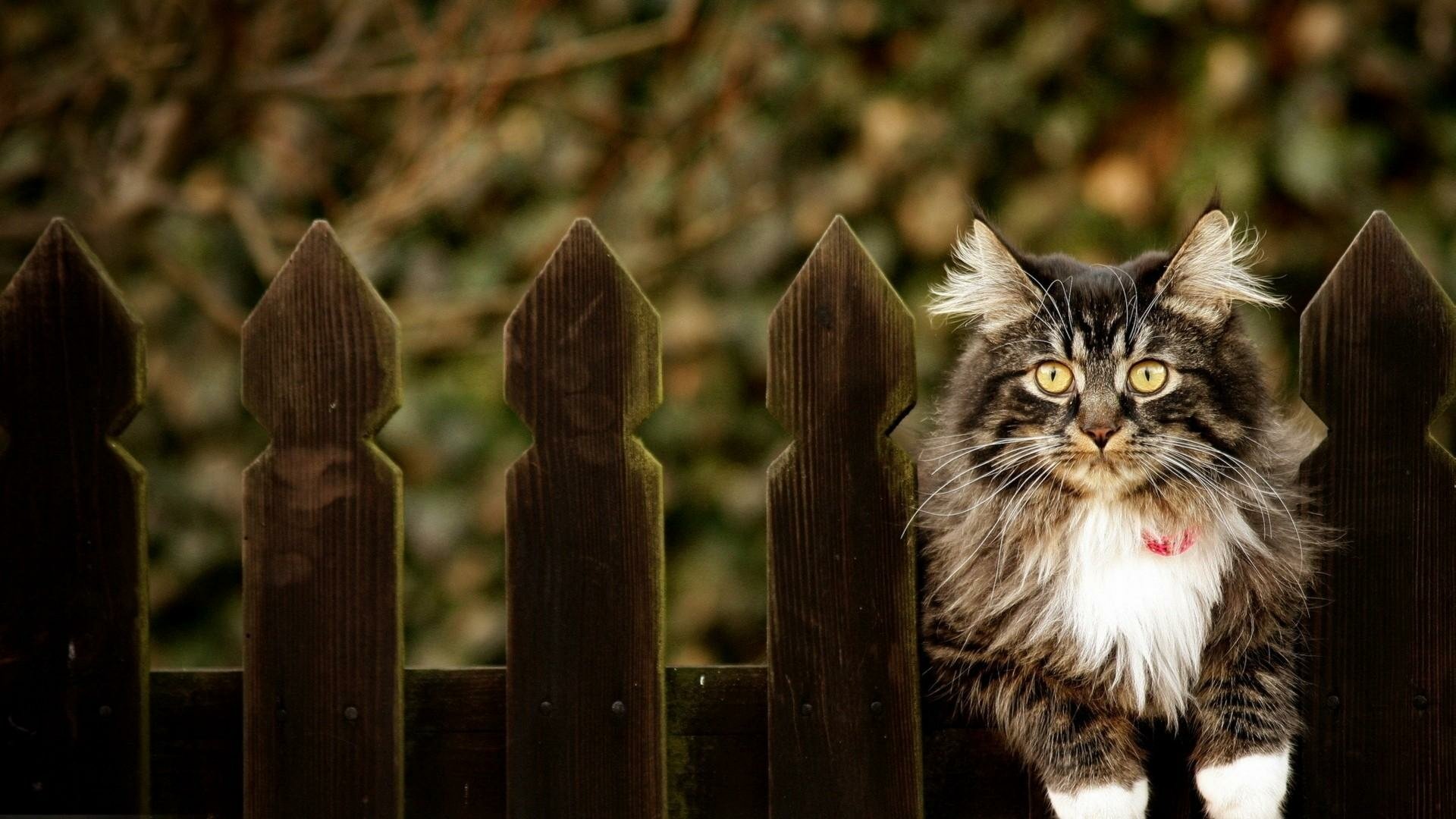 Tortoiseshell cat with striking yellow eyes perched on a dark wooden fence, captured in sharp detail against a blurred natural background in this HD desktop wallpaper.