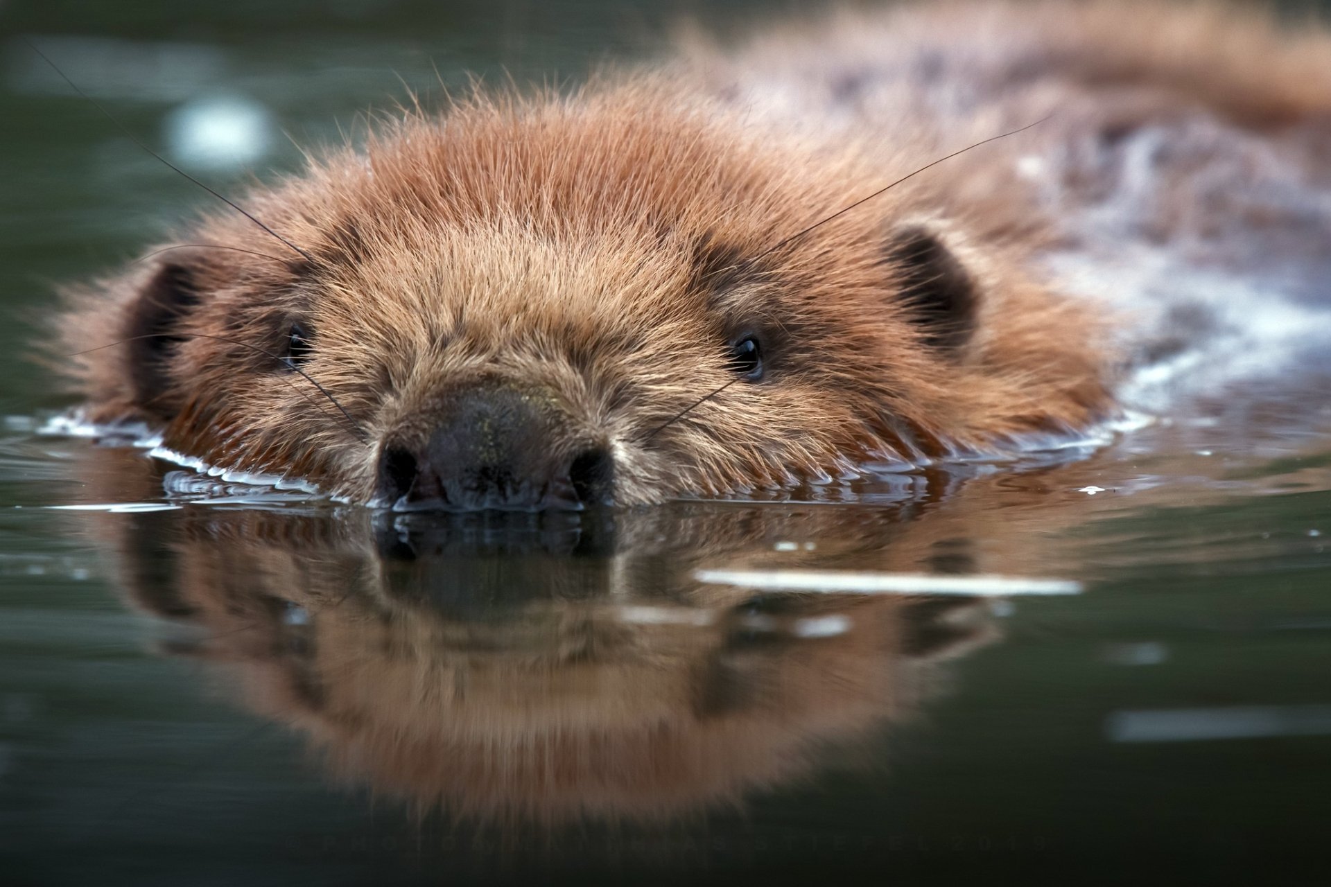 beaver moom