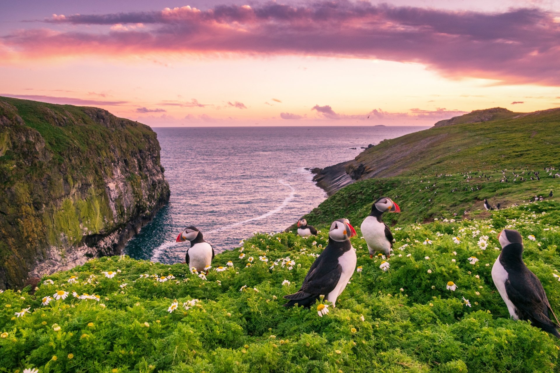 Download Horizon England Coast Bird Animal Puffin 4k Ultra HD Wallpaper