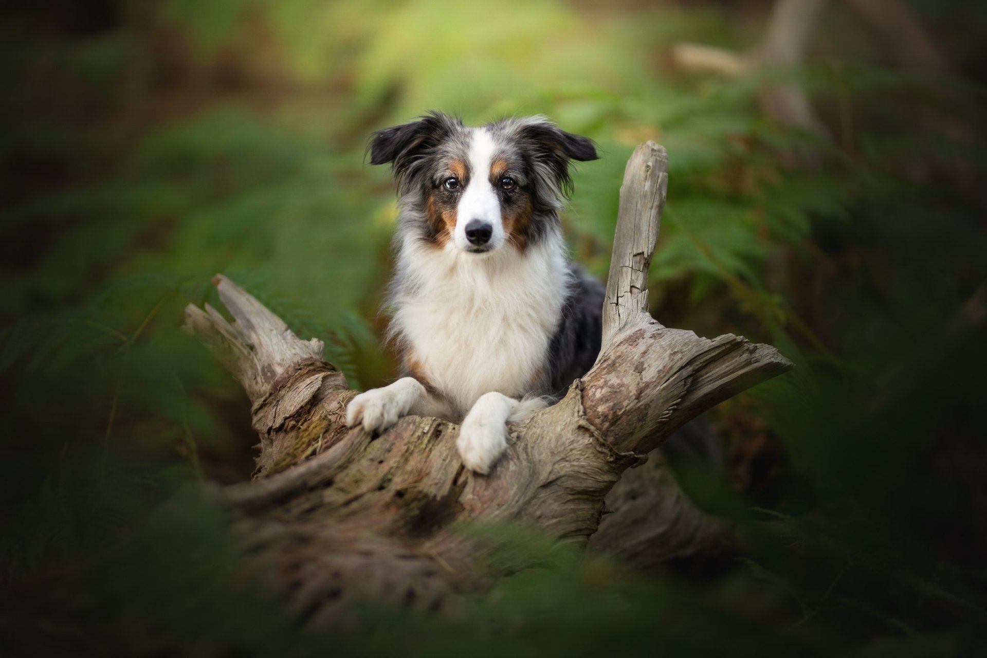 Download Dog Animal Australian Shepherd HD Wallpaper