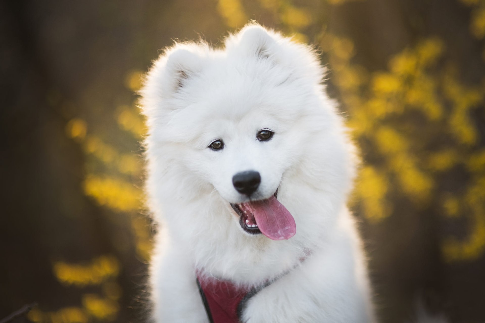 Download Puppy Baby Animal Dog Animal Samoyed HD Wallpaper