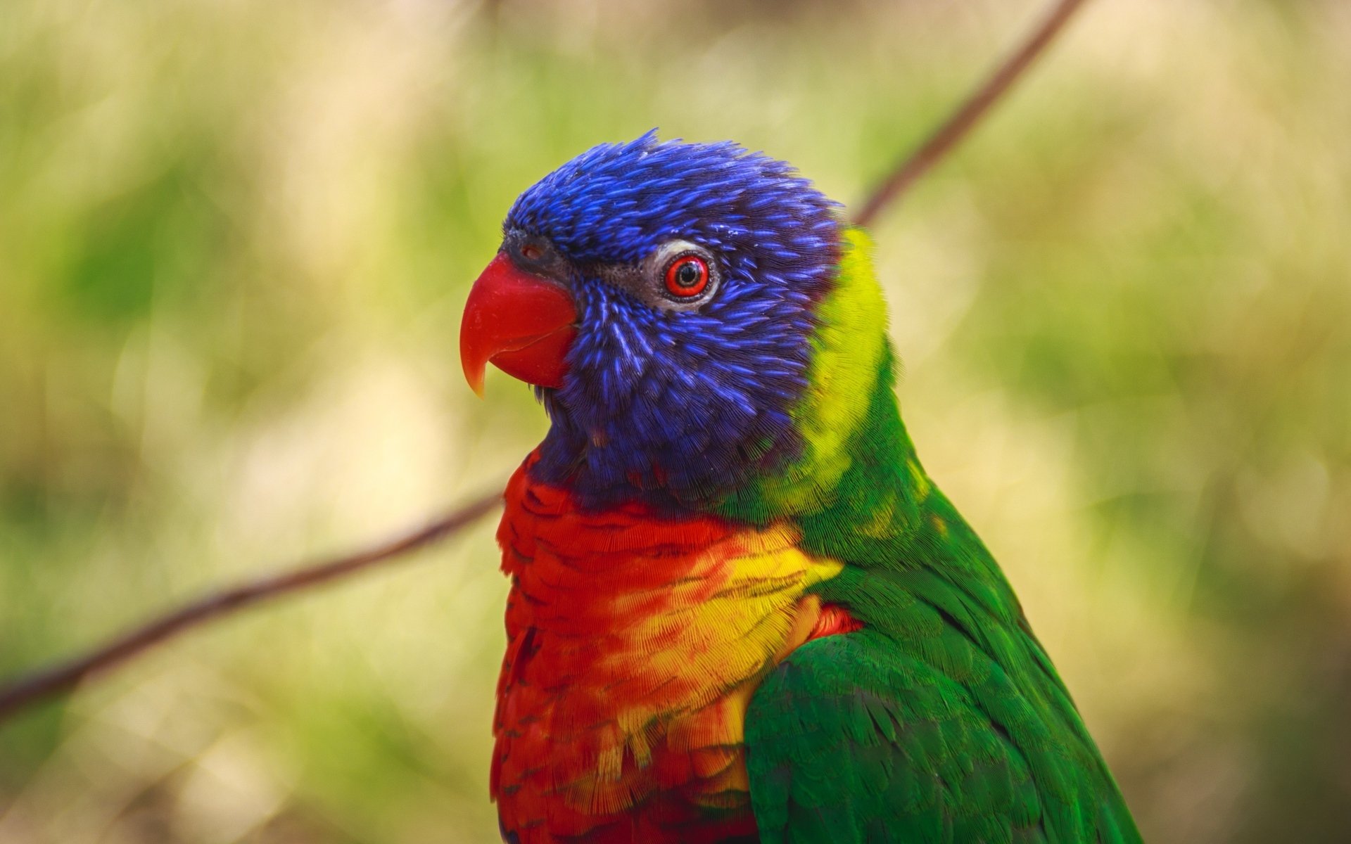 Download Parrot Animal Rainbow Lorikeet HD Wallpaper