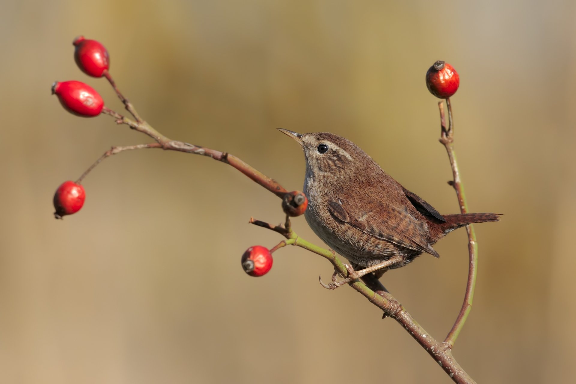 Download Bird Animal Wren HD Wallpaper