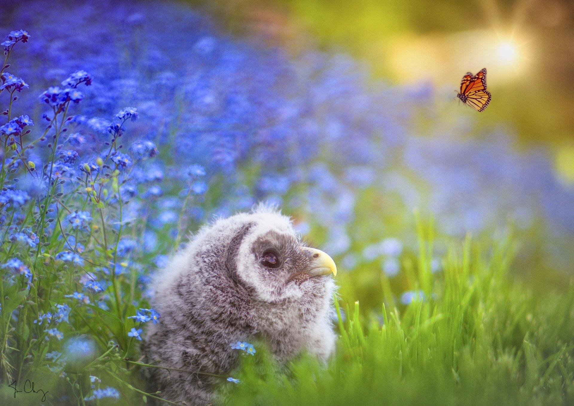 Download Baby Animal Bird Owlet Butterfly Flower Animal Owl HD Wallpaper