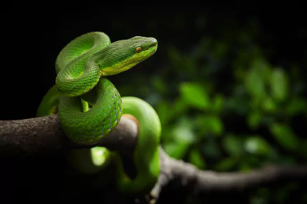 HD desktop wallpaper featuring a vibrant green viper coiled on a branch, showcasing the detailed scales of this striking reptile against a dark, blurred background.