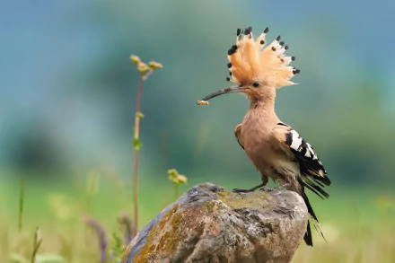 bird Animal hoopoe HD Desktop Wallpaper | Background Image