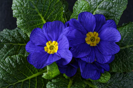 blue flower nature primula HD Desktop Wallpaper | Background Image