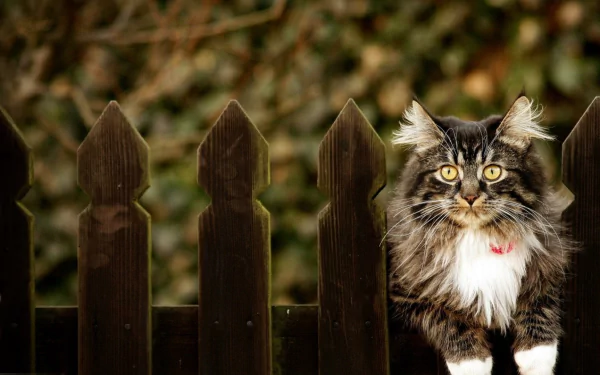 Tortoiseshell cat with striking yellow eyes perched on a dark wooden fence, captured in sharp detail against a blurred natural background in this HD desktop wallpaper.