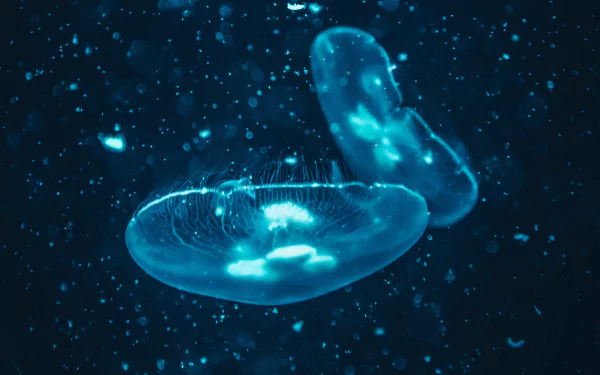 sea life Animal jellyfish HD Desktop Wallpaper | Background Image