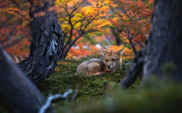 Animal Fox Nature HD Wallpaper | Background Image