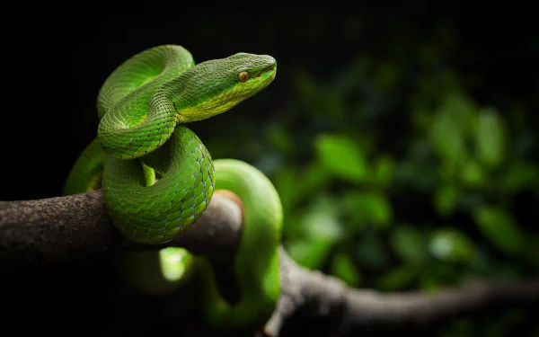 HD desktop wallpaper featuring a vibrant green viper coiled on a branch, showcasing the detailed scales of this striking reptile against a dark, blurred background.