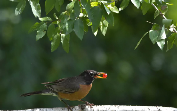  American robin Perched on a Branch by Jack Bulmer