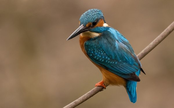 Animal Kingfisher Birds Kingfishers Bird HD Wallpaper | Background Image