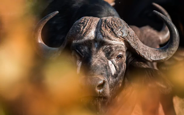 Animal african buffalo HD Desktop Wallpaper | Background Image