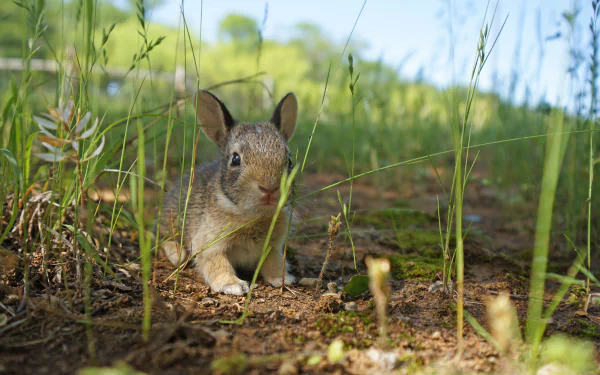  Wild Cottontail Bunny