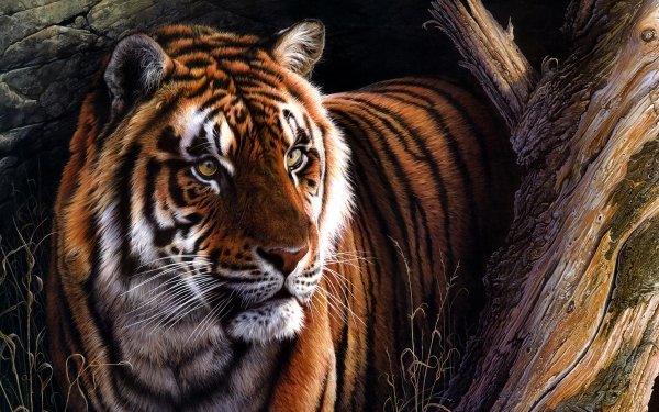 Animal Tiger Cats Painting HD Wallpaper | Background Image